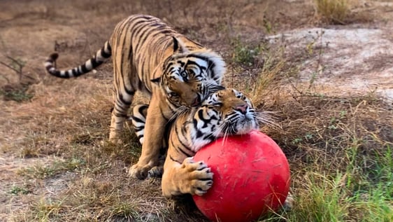 A rescued tiger interacting with an enrichment ball at the Wildlife Rescue Centre.