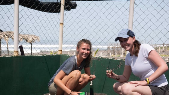 Turtle conservation
