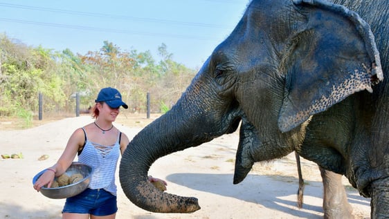 Our volunteer in an action with one of our rescued Asian elephants