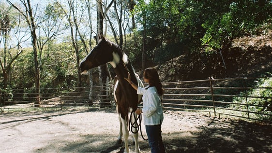 Learn about horsemanship and understanding horse behavior. Veterinary shadowing.