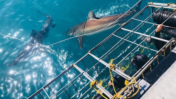 Cage Diving