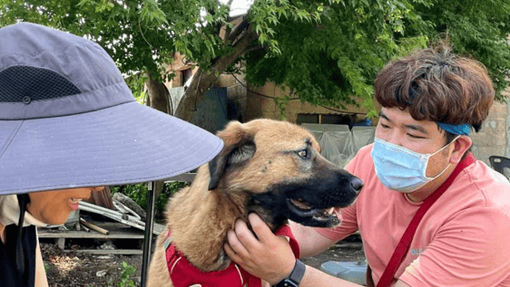 with dogs