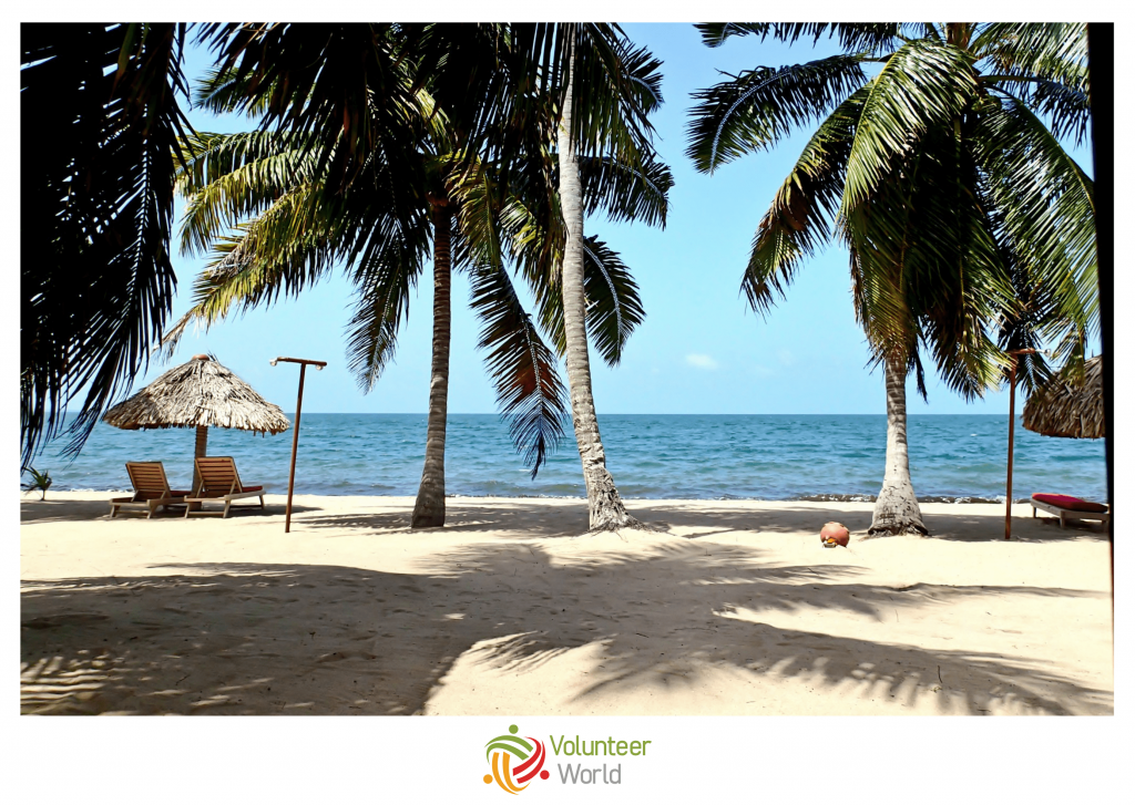 palms on the beach of belize
