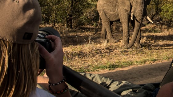Volunteer taking photo of elephant