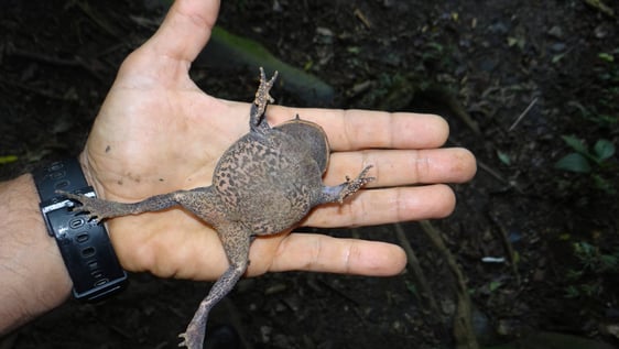 Collecting frogs