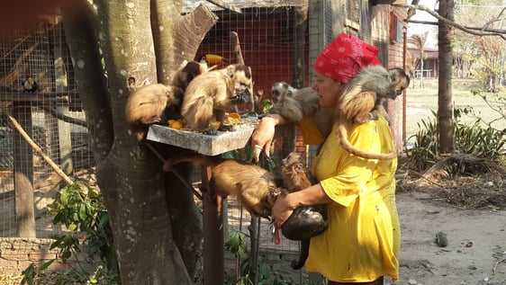 Volunteer working with monkeys