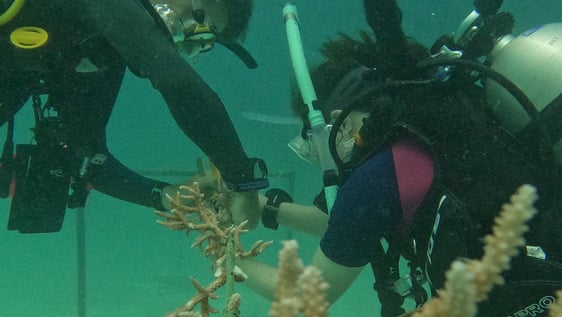 Our Volunteers working on the coral garden.