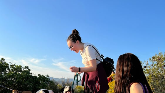 Volunteer Program Animal Care Athens Greece