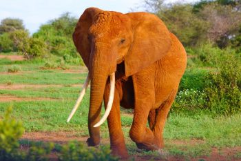volunteer in wildlife conservation