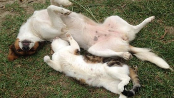Giving our dogs and cats lots of love and happiness