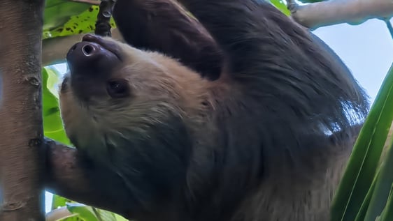 Sloth 