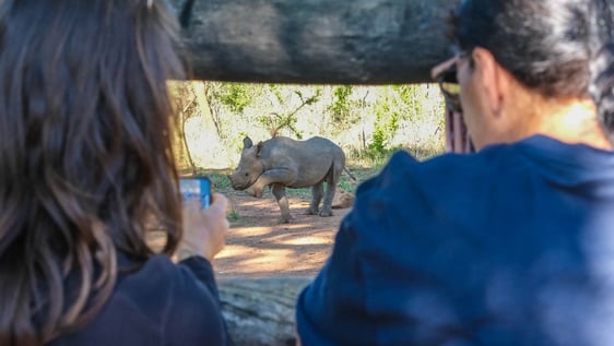 Volunteer with rhinos, and elephants in Zimbabwe