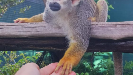 Touching the lives of our primates