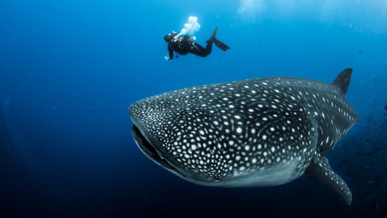 Whale Shark Data Collection