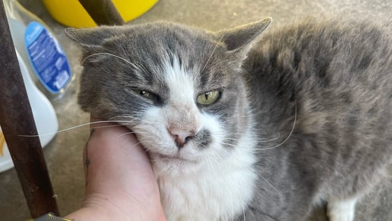 Animal Care and Protection in Rome