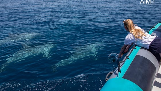 Volunteer observing dolphins swimming in the ocean.