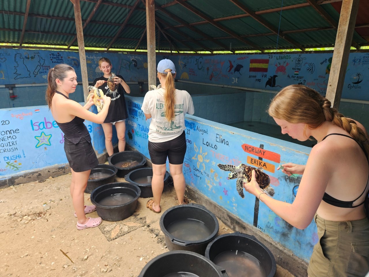 Turtle Conservation Assistance | Volunteer in Indonesia 2026