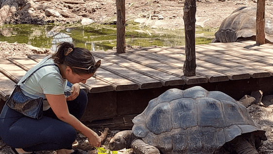 Turtles in the park