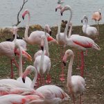 volunteer in Kenya