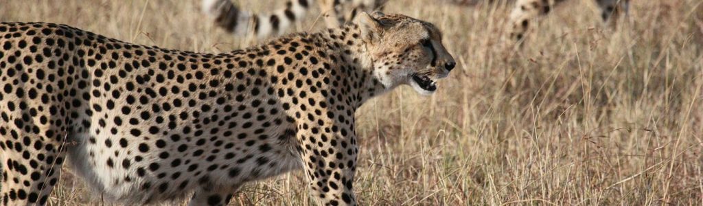 volunteer in Africa