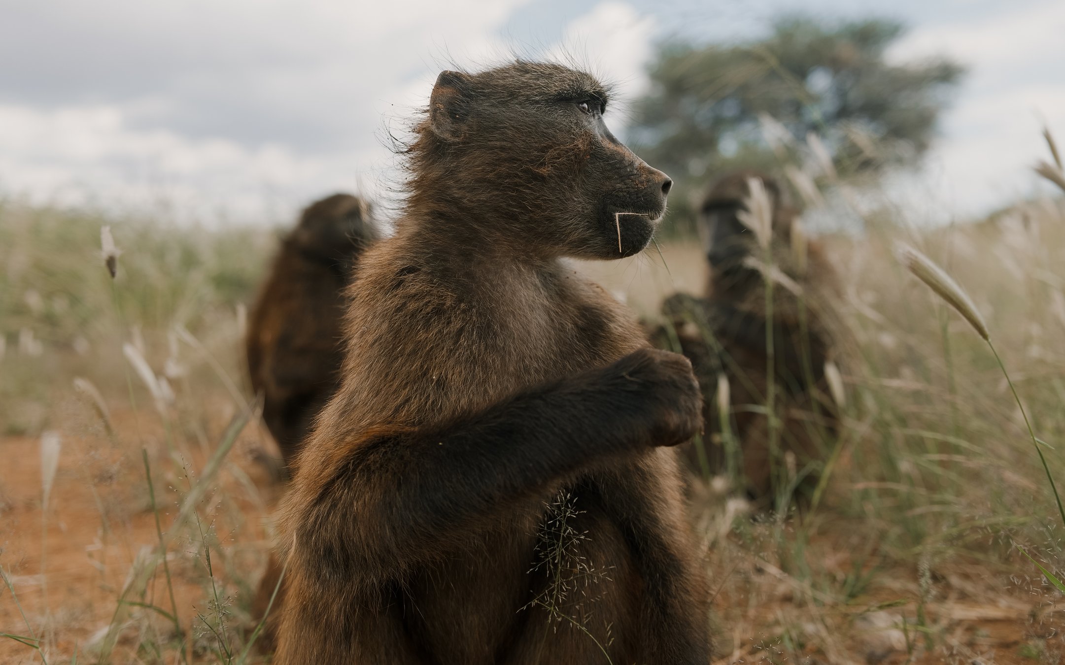 Wildlife Sanctuary Supporter | Freiwilligenarbeit in Namibia 2026