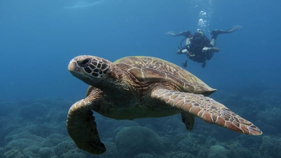 Do your divemaster training with an environmental NGO. 