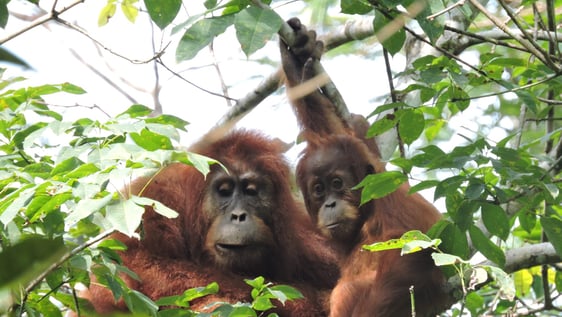 Wild orangutan mother and baby at our project  site!