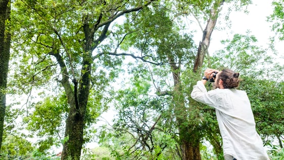 Observing the Howlers around Pilar.