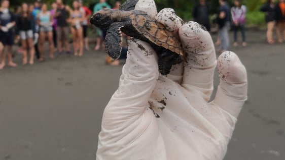 Baby turtles releasing