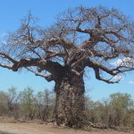 volunteer in Madagascar