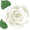 The White Rose