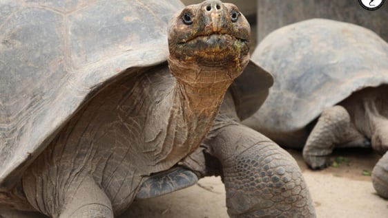 A Giant Tortoise at the Breeding Center where you will volunteer.
