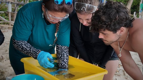 Images of Monica's student planting corals organically 