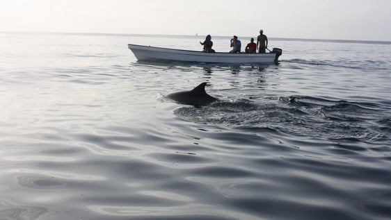 Volunteers studying dolphin