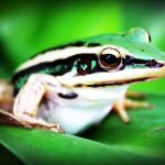 volunteer in Panama