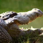 crocodilePixabay
