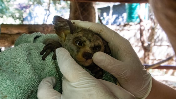 Bush baby examination