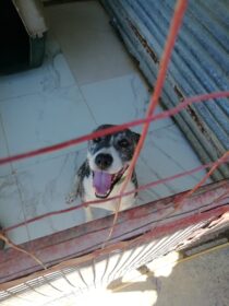 greek dog shelter
