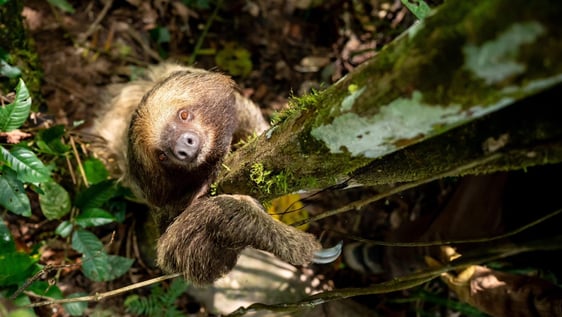 Rescued sloth.