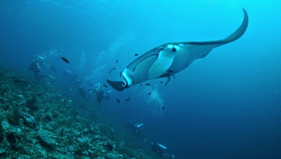 Barefoot Conservation volunteers on a Manta Ray survey