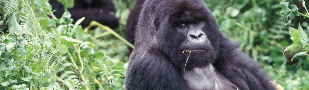 volunteer in Africa