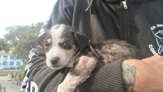 Help us to help them!