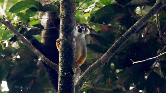 Saimiri Sciureus