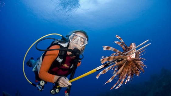 Volunteers in Action!  Removing the invasive lionfish that is destroying reef ecosystems in the Caribbean. 