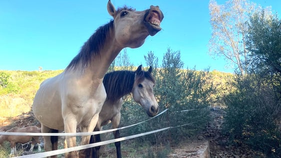 Equine sanctuary