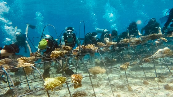 Biorock reef in place and populated with corals by May 2026 group