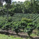 volunteer in costa rica 