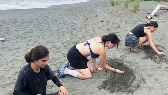 Volunteers working on a turtle nest on the Osa Peninsula, Costa Rica