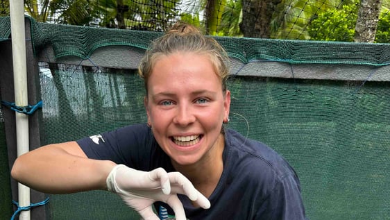 Volunteer releasing baby sea turtles