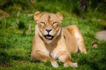 volunteer in wildlife conservation